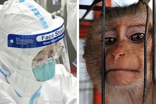 Milhares de macacos de laboratório foram infectados com corona vírus  em tentativa desesperada de encontrar vacina