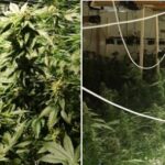 Garda apreende 300 plantas de cannabis de unidade industrial convertida