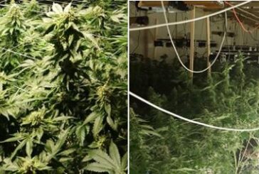 Garda apreende 300 plantas de cannabis de unidade industrial convertida
