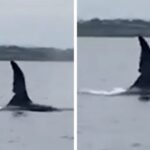 Duas orcas foram avistadas na Irlanda do Norte. [VÍDEO]